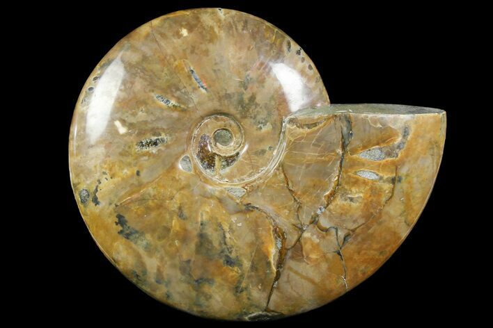 Polished Ammonite Fossil - Madagascar #166687